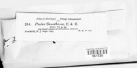 Discohainesia oenotherae image